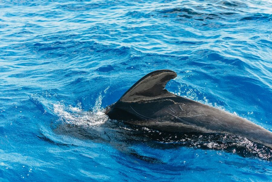 Tenerife: Whale & Dolphin Watching with Drinks and Snacks - Getting to the dock: pickup options and where to stand