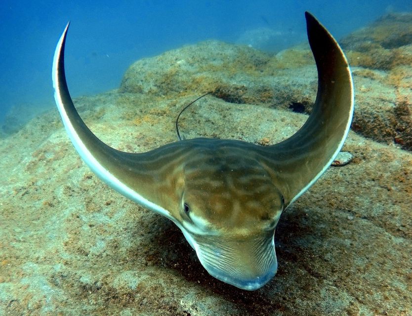 Tenerife: Your First Scuba Diving Experience in Turtle Area - Should You Book This Tenerife First-Scuba and Snorkel Tour?