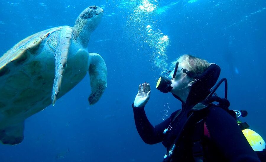Tenerife: Your First Scuba Diving Experience in Turtle Area - Snorkeling Safari After Scuba: More Time With Sea Turtles, Fish, and Rays