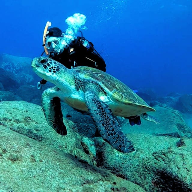 Tenerife: Your First Scuba Diving Experience in Turtle Area - Turtle Area Reality Check: How to Set Expectations