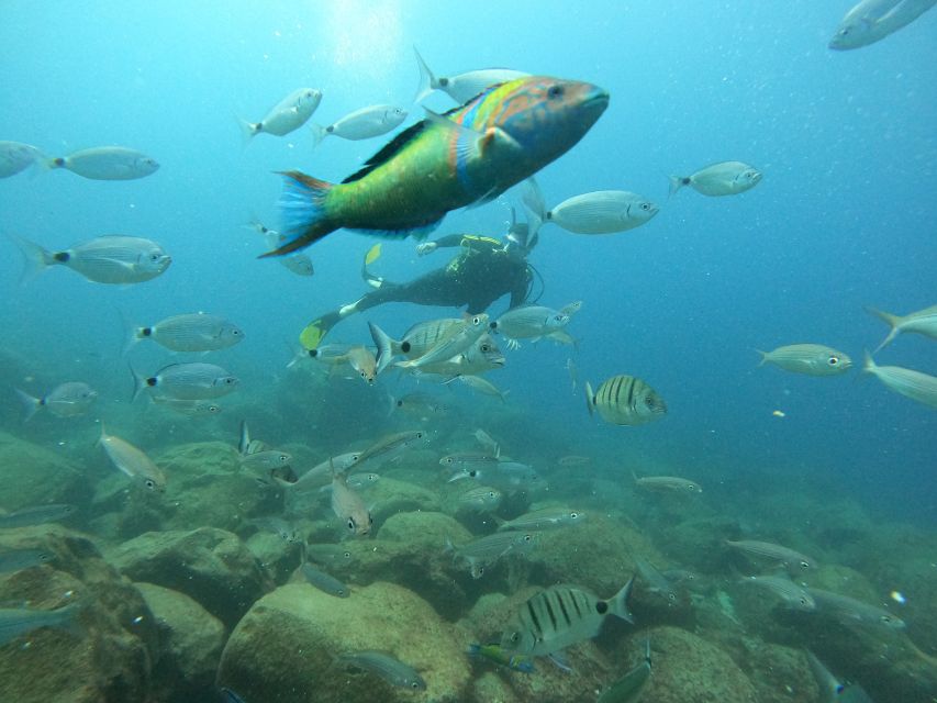 Tenerife: Your First Scuba Diving Experience in Turtle Area - Who Should Book This (and Who Should Skip It)