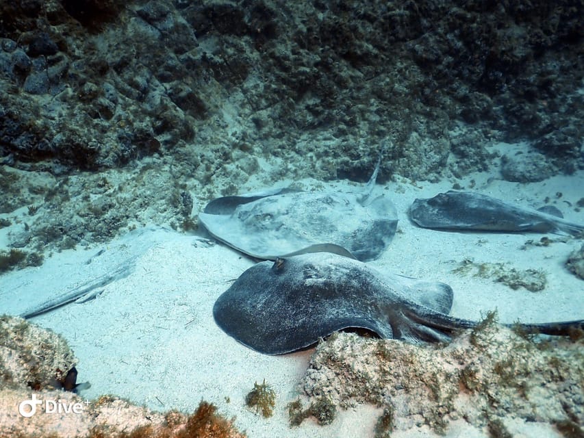 Tenerife: Your First Scuba Diving Experience in Turtle Area - Don’t Miss These Day-Of Tips (Small Things That Save Big Headaches)