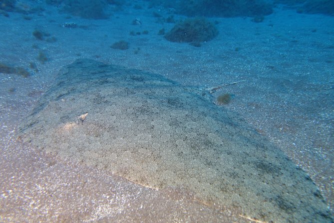 Try Dive - PADI Discover Scuba Diving in Tenerife - The Tenerife Angle: How This Fits Into a Vacation Plan