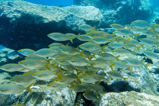 Try Dive - PADI Discover Scuba Diving in Tenerife - Who This Try Scuba Session Suits Best