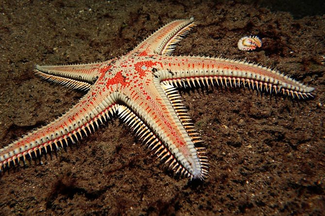 Try Dive - PADI Discover Scuba Diving in Tenerife - Things to Consider Before You Go (So It Feels Easy)