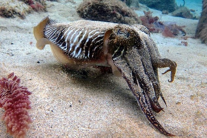 Try Scuba Diving with 2 Ocean Dives - Why Lanzarote’s marine life feels so close