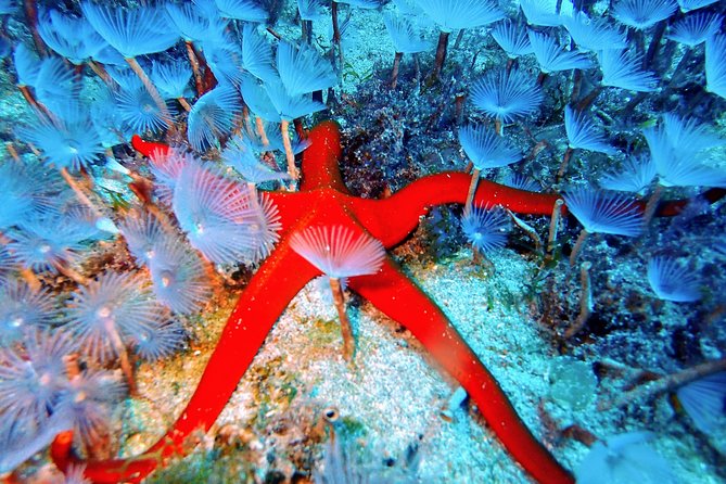 Try Scuba Diving with 2 Ocean Dives - Entering the water: the first 5 meter session