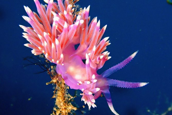 Try Scuba Diving with 2 Ocean Dives - The second session at 12 meters and the marine-life payoff