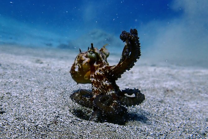 Try Scuba Diving with 2 Ocean Dives - Meeting point at Playa Chica Beach: what to expect on location
