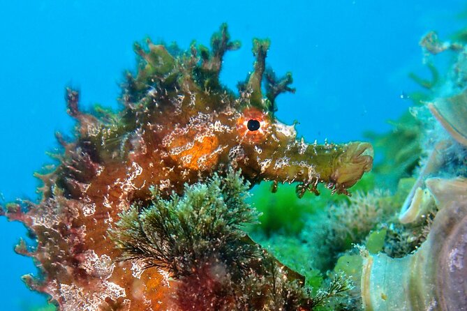 Try Scuba Diving with 2 Ocean Dives - Equipment, insurance, and the real reason it matters