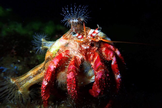 Try Scuba Diving with 2 Ocean Dives - Photos at 25 euros: plan this choice before you go