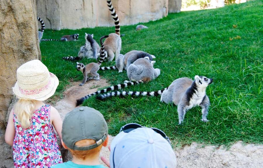 Valencia: Bioparc Valencia Admission Ticket - Key highlights that make Bioparc tick
