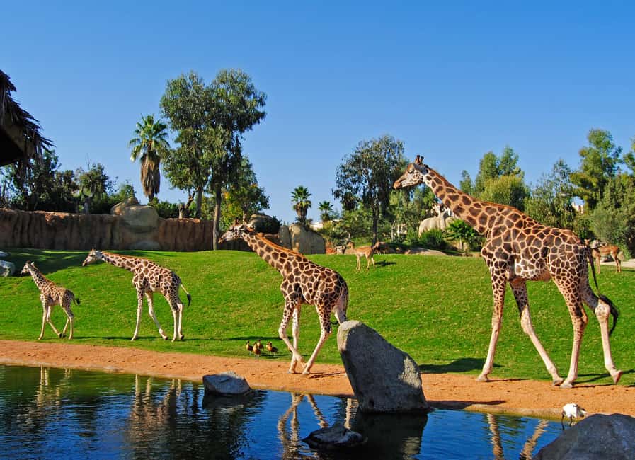 Valencia: Bioparc Valencia Admission Ticket - Bioparc Valencia in one sentence: a walking safari made from habitats