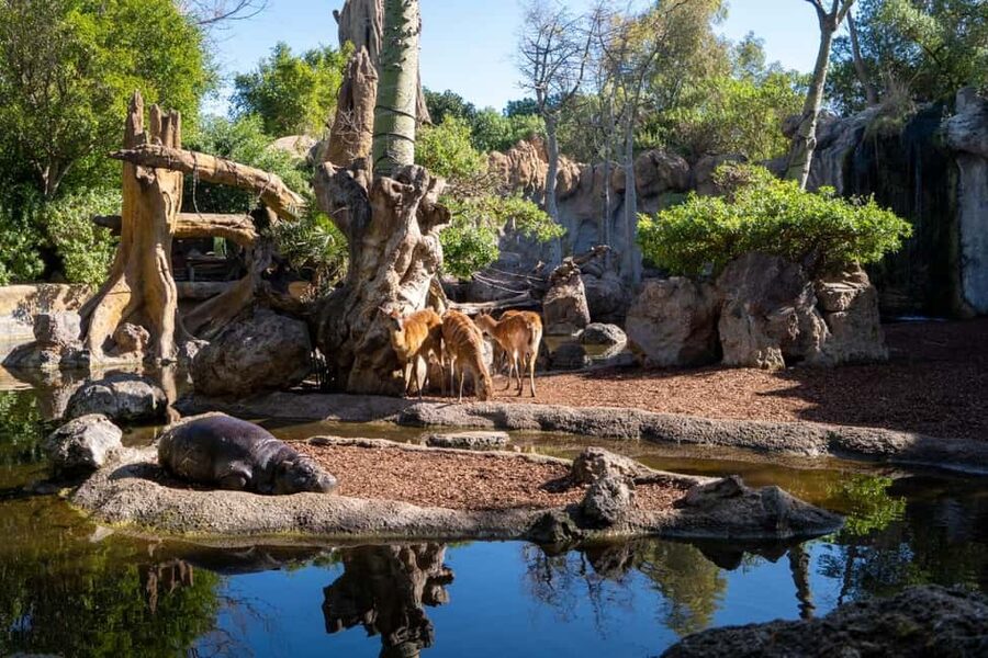 Valencia: Bioparc Valencia Admission Ticket - Equatorial rainforest: gorillas, red buffalo, and leopards in thick greenery