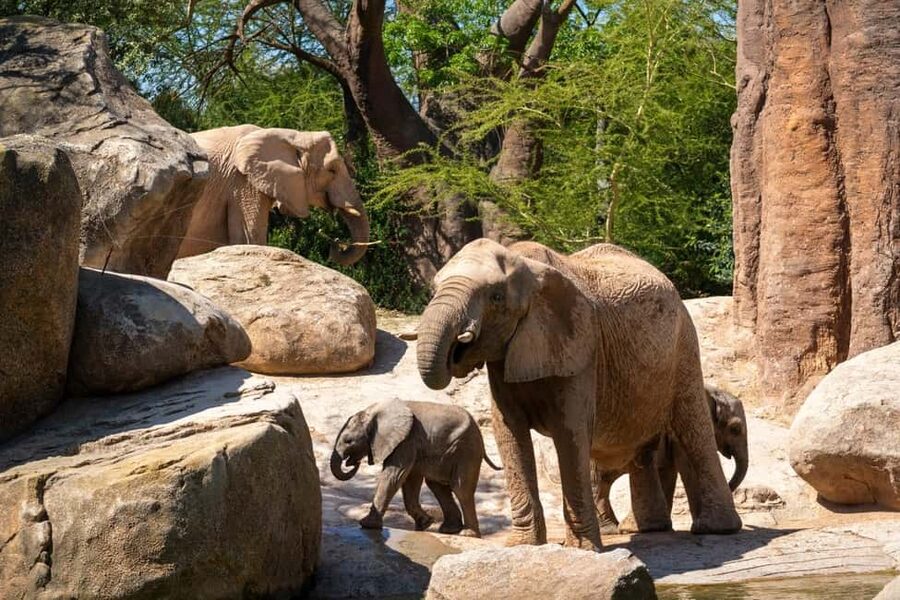 Valencia: Bioparc Valencia Admission Ticket - Park rules that affect your day: no food, water only, and no feeding