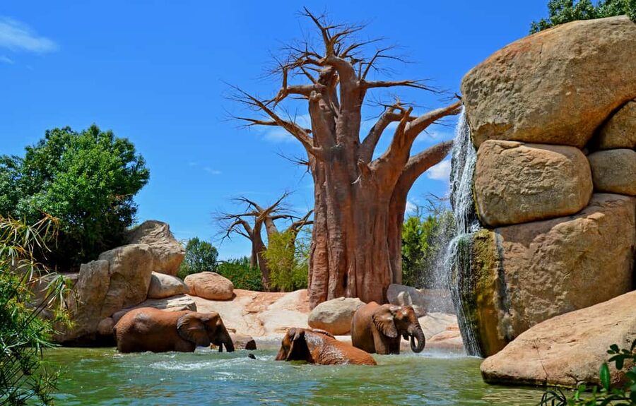 Valencia: Bioparc Valencia Admission Ticket - Four African worlds plus Madagascar, and why the park design matters
