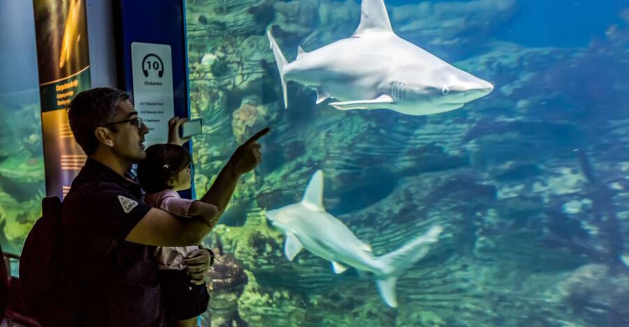 Valencia: Oceanogràfic Entry Ticket - Your walking route: upper lake views and lower aquarium halls