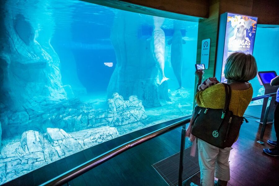 Valencia: Oceanogràfic Entry Ticket - Belugas, walruses, penguins, and the feeling of habitat variety