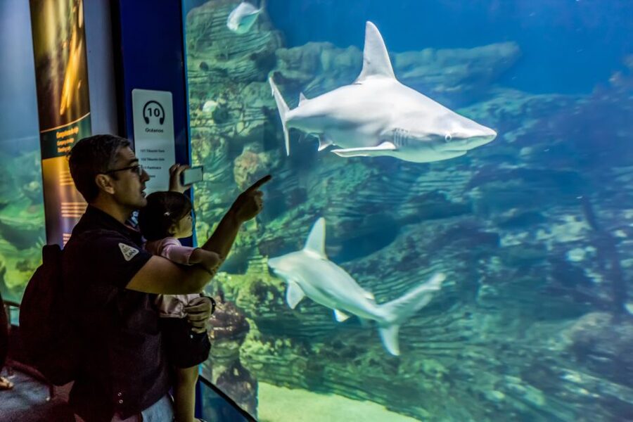Valencia: Oceanogràfic Entry Ticket - Price and ticket value: what $44 buys you
