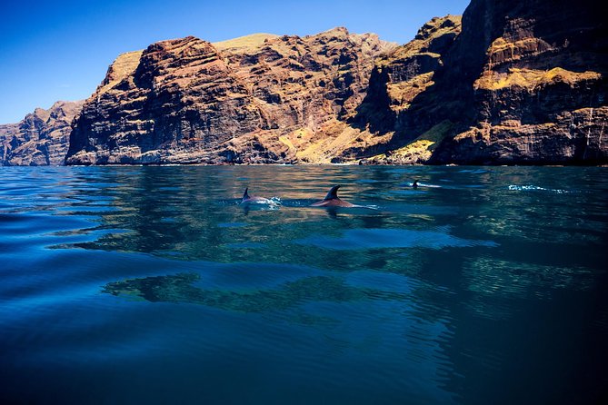 Whale watching and listening Eco-Catamaran Tour with Food Tasting - What you are likely to see: whales, dolphins, and the bonus wildlife moments