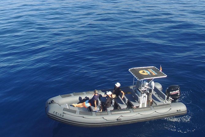 Whale Watching Eco-Adventure from Costa Adeje - Key highlights that matter in real life