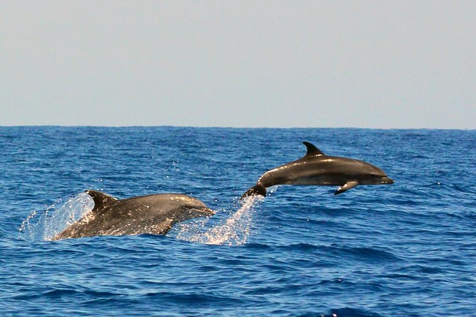 Whale Watching Eco-Adventure from Costa Adeje - Whale watching from Costa Adeje, and why this format feels different
