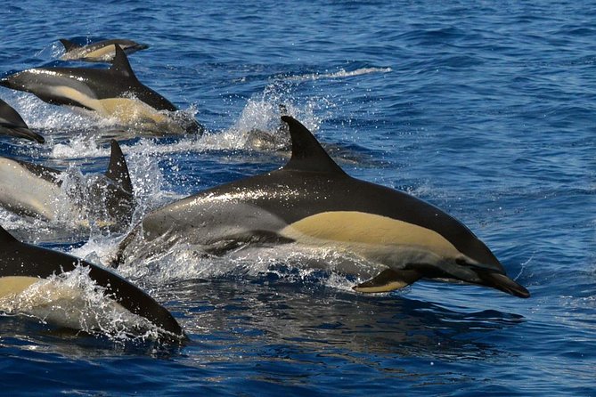 Whale Watching Eco-Adventure from Costa Adeje - The biologist team, and why the hydrophone changes the whole outing