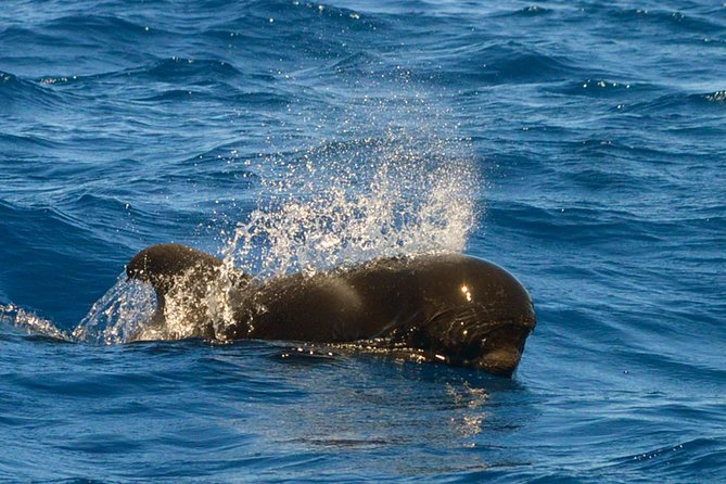 Whale Watching Eco-Adventure from Costa Adeje - What the 2-hour outing looks like on the water