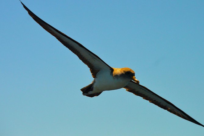 Whale Watching Eco-Adventure from Costa Adeje - Eco-friendly watching: what that means for your experience