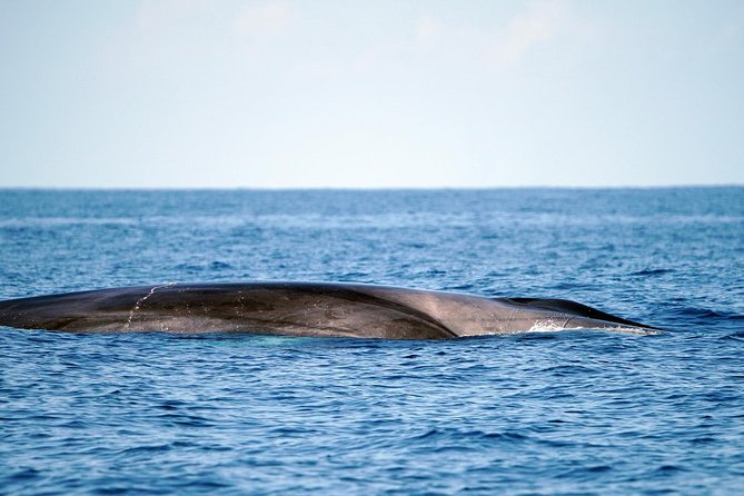 Whale Watching Eco-Adventure from Costa Adeje - Photos after the tour: a nice practical perk