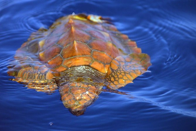 Whale Watching Eco-Adventure from Costa Adeje - Price and value: what you are actually paying for