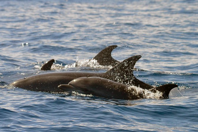 Whale Watching Eco-Adventure from Costa Adeje - Who this tour suits best (and who should skip it)