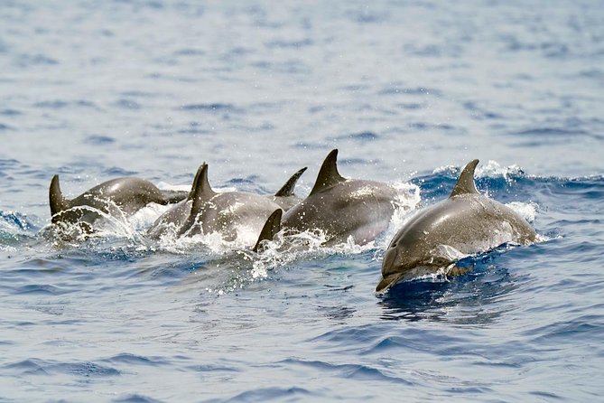 Whale Watching Eco-Adventure from Costa Adeje - The boat: fast, small, and designed for less disturbance